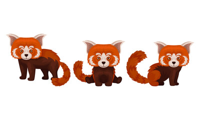 Red Panda with Reddish-brown Fur and Long Shaggy Tail Vector Set