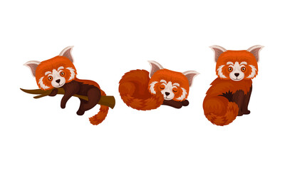 Red Panda with Reddish-brown Fur and Long Shaggy Tail Vector Set