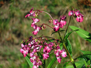 flowers in the garden
