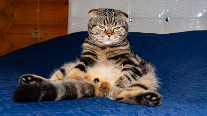 A pet in a funny pose. The cat is sitting on the ass.