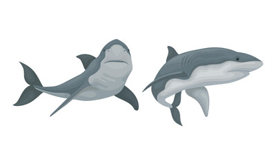 Fototapeta premium Shark as Elasmobranch Fish with Pectoral Fins and Cartilaginous Skeleton Vector Set