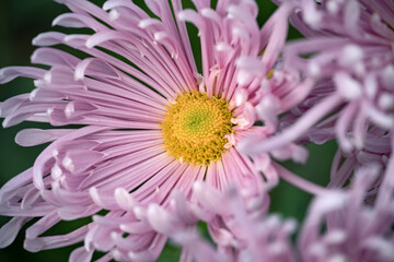 Autumn. Blooming chrysanthemum..