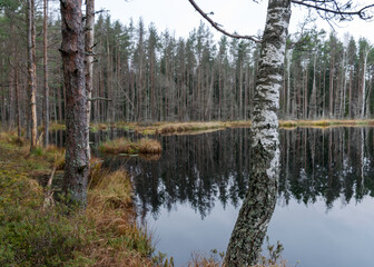 various old and rotten trees and tree branches on the shore of a swampy lake, flooded forest area,...