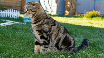 A young cat with a tiger color in a beautiful pose.
