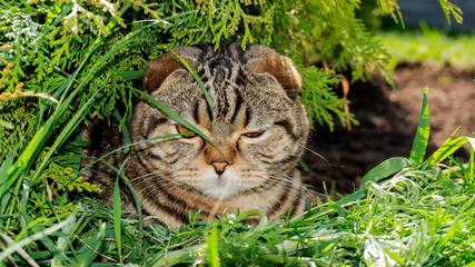 Naklejka na ściany i meble Portrait of a purebred cat. The cat's face peeks out from the grass.