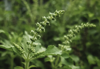 Closeup of basil flower on natural green background. Herbal plant.