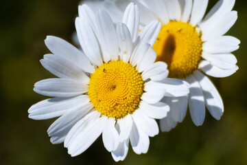 Gänseblümchen