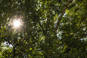 Fototapeta na wymiar Sunlight passing through the young green foliage.