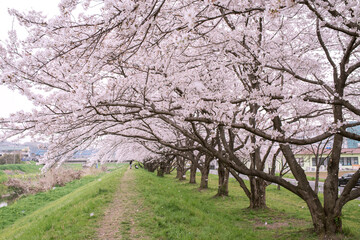 Japanese cherry blossom pathway with petals blowing in wind　花びらが舞う満開の桜並木