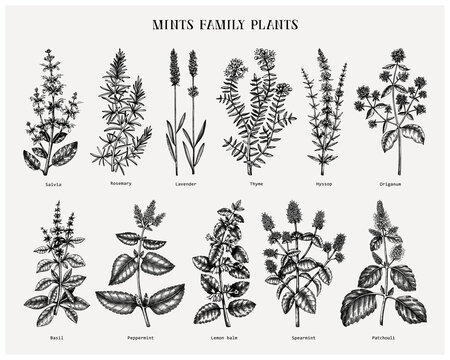 Mint family plants illustrations. Hand sketched aromatic and medicinal herbs set. Botanical design elements. herbal tea ingredients. Mints. 