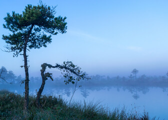 misty mire landscape with swamp pines and traditional mire vegetation, fuzzy background, fog in bog, twilight