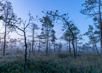 Obraz na płótnie Canvas misty mire landscape with swamp pines and traditional mire vegetation, fuzzy background, fog in bog, twilight