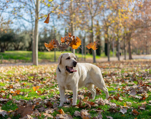Dog in autumn