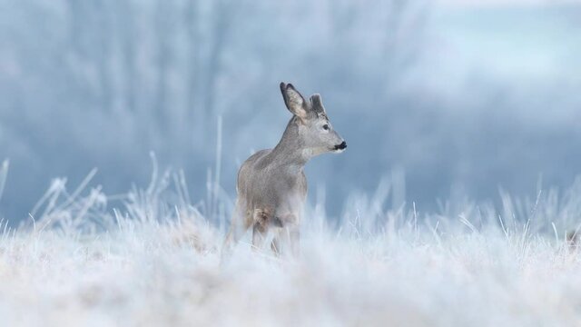 Wild roe buck grazing in a frost covered field during winter season