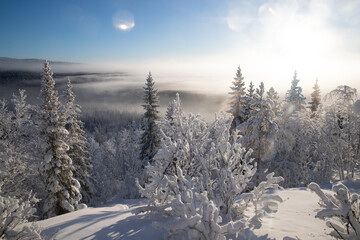 winter landscape with snow covered trees