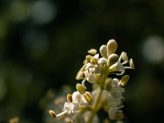 macro of a flower