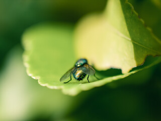 Fly on a leaf