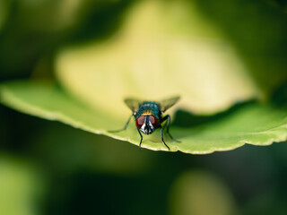 fly on leaf