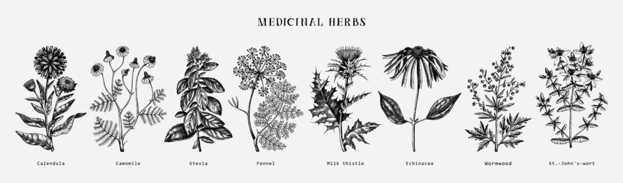 Medicinal herbs collection. Vector set of hand drawn summer herbs, wild flowers, weeds and meadows. Vintage aromatic plants illustrations. Herbal tea ingredients.Botanical elements in engraved style.