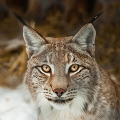 lynx muzzle with a clear look close-up