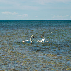 swan family at sea, traditional Saaremaa seascape, Saaremaa island, Estonia