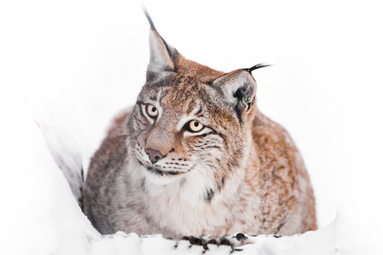 An Ironic Lynx Sits In The Snow And Looks Inquiringly At You