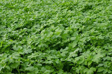 Plakat Mustard planted field. Natural farming. Fertilization with green manure