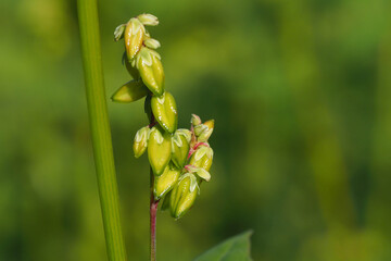 unreife Früchte des Buchweizens