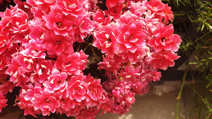 Close up of red kalanchoe blossfeldiana flowers.