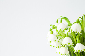 Fresh white snowdrops on light gray background. First messengers of spring. Closeup. Empty place for inspirational, emotional, sentimental text, quote or sayings. Front view.