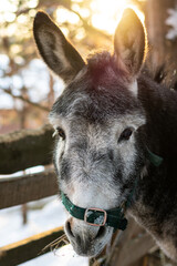 Close up portrait of a grey donkey