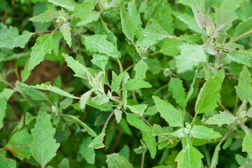 Closeup of fresh Egyptian clover crops, known as the king of fodder crops.