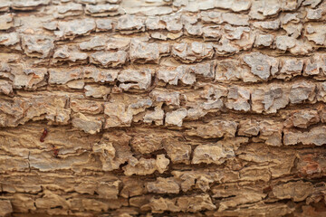 Detailed close up of a decayed old mango tree trunk. Decay is caused by Termites. Abstract wooden texture.