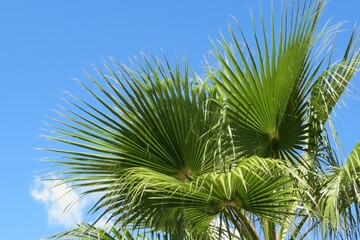 Palm tree branches on blue sky background in Florida nature 