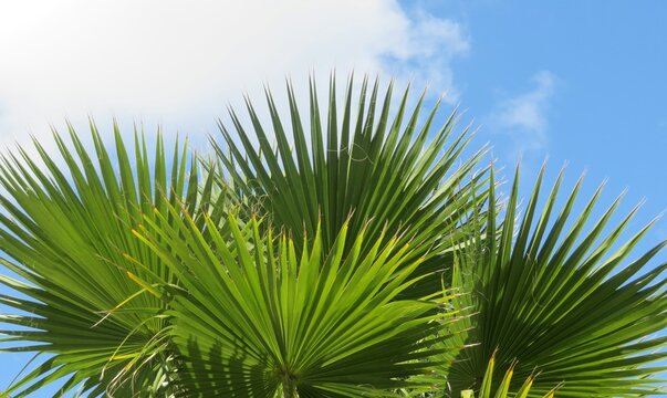 Palm Tree Branches On Blue Sky