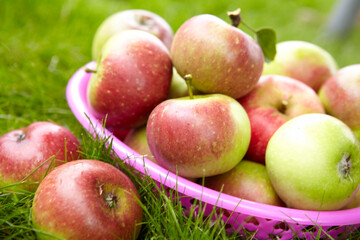 apples in a basket