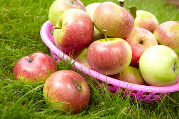 apples in the basket