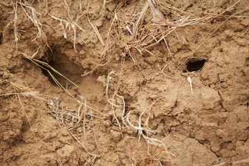 Abstract closeup background and texture of dry Soil inside a mine with holes made by insects.
