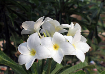 white and yellow flowers Frangipani flower