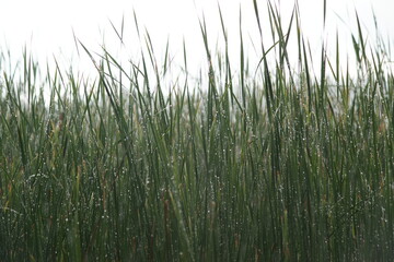 Grass after the rain. Nature Life