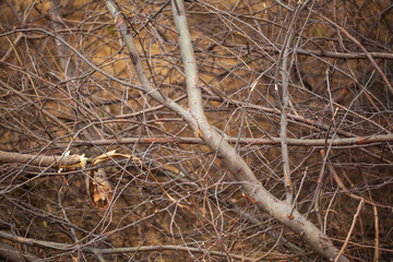Beautiful and detailed background of small dried twigs of trees. 