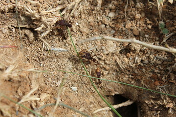 Ants working together outside of the anthill