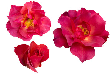 Blurred for Background.Red rose isolated on the white background. Photo with clipping path.