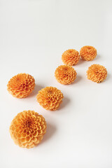 Ginger dahlia flower buds on white background. Creative minimalistic floral composition.