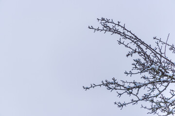 Tree Branches Covered with Snow with Sky Background