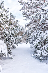 Mid Day in Far Northern Europe Along the Baltic Sea coast