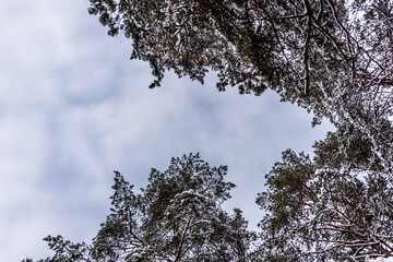 Tree Branches Covered with Snow with Sky Background