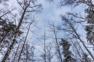 Tree Branches Covered with Snow with Sky Background