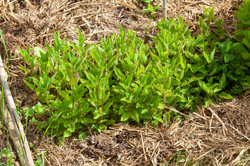 Au potager - culture de Crones du Japon et paillage