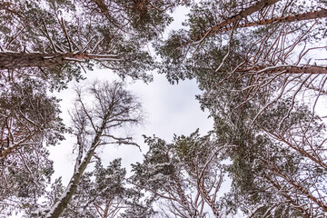 Tree Branches Covered with Snow with Sky Background